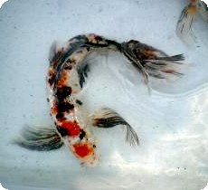 ASSORTED KOI - BUTTERFLY 5-6 INCH